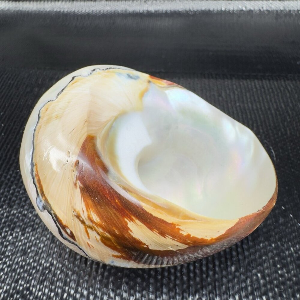 Natural Abalone Shell Iridescent Smooth African Turban Seashell Turbo Sarmaticus - Picture 6 of 13
